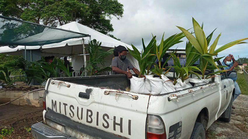 Coconut Industry Ready To Be A Commodity For The Future